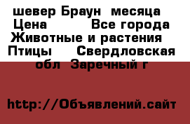 шевер Браун 2месяца › Цена ­ 200 - Все города Животные и растения » Птицы   . Свердловская обл.,Заречный г.